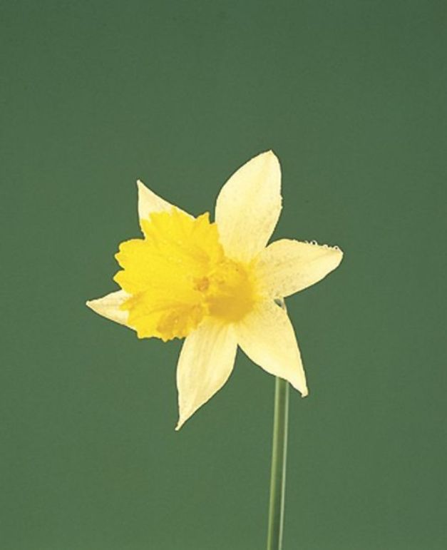 Narcis Lobularis